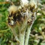 Antennaria carpatica Other