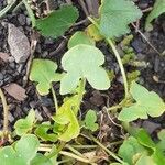 Rumex scutatus Hoja