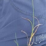 Carex lachenalii Hoja