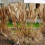 Cortaderia selloana Vekstform