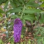 Buddleja davidiiLorea