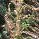 Vriesea imperialis Fruit