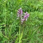 Orchis militarisFlor