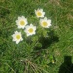 Pulsatilla alpinaFlor