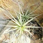 Tillandsia latifolia Alkat (teljes növény)