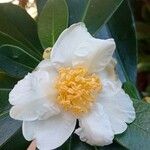 Camellia crapnelliana Flower