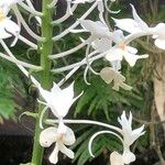 Calanthe triplicata Характер