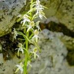 Platanthera bifoliaFlor