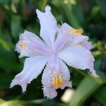 Iris japonica Blüte