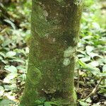 Funtumia africana Ŝelo