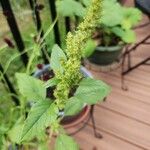 Amaranthus retroflexusبرگ