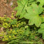 Alchemilla glabra Λουλούδι