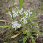 Limnosciadium pinnatum Flor