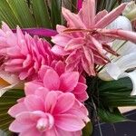Alpinia purpurata Flower