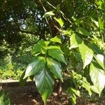 Pongamia pinnata Leaf