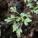 Meconopsis bella Hoja