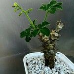 Jatropha spinosissima 葉