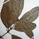 Lacunaria jenmanii Egyéb