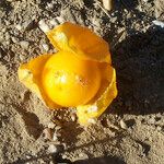 Physalis viscosa Frucht