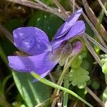 Viola hirta Blüte
