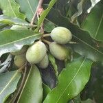 Monoon longifolium Fruit