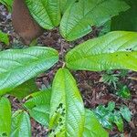 Theobroma grandiflorum Hoja