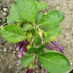 Iochroma cyaneum Blad