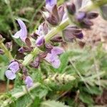 Salvia verbenacaFlower