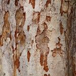 Pericopsis elata Corteccia