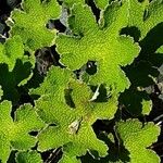 Geranium renardii Leaf