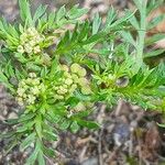 Lepidium didymum 果実