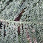 Araucaria biramulata Sonstige