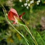 Lathyrus sphaericus Flower