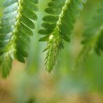 Selaginella myosurus Leaf