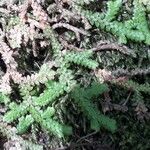 Selaginella denticulata পাতা