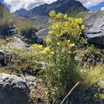 Calceolaria incarum