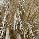 Miscanthus sinensisFolla