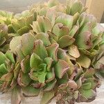 Aeonium glutinosum Blatt