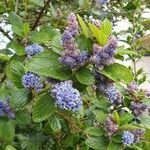 Ceanothus arboreusFlower