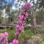 Hypocalymma robustum Flor