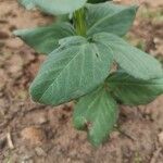 Vicia faba Leaf