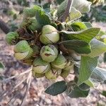 Cordia boissieri Plod