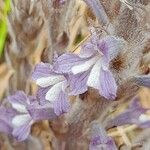 Orobanche nana Flower