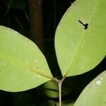 Calyptranthes chytraculia Leaf