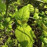 Viburnum lantanaHoja