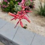 Hesperaloe parviflora Bloem