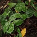 Psychotria brandneriana