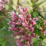 Eutrochium maculatum Flower