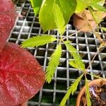 Mimosa pudica Blad