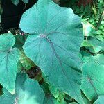 Begonia handelii Folha